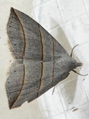 Réf. 58 768 : Colobochyla salicalis