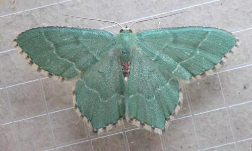 Réf. 58 767 : Hemithea aestivaria