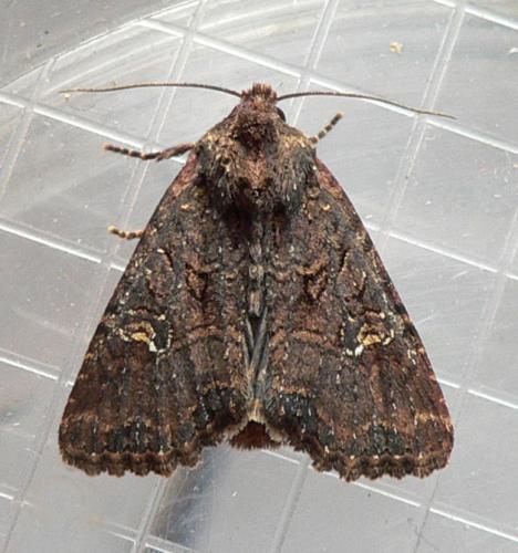 Réf. 58 918 : Mesapamea sp.