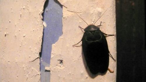 Réf. 58 411 : Polyphaga aegyptiaca