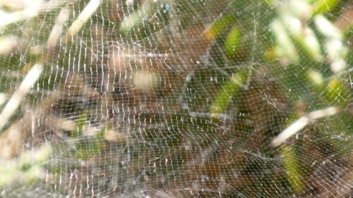 Cyrtophora citricola