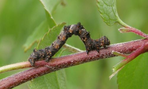 Phigalia pilosaria