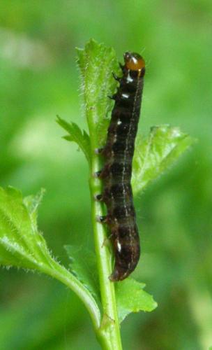 Eupsilia transversa