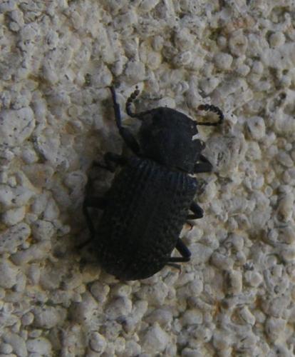 Bolitophagus reticulatus