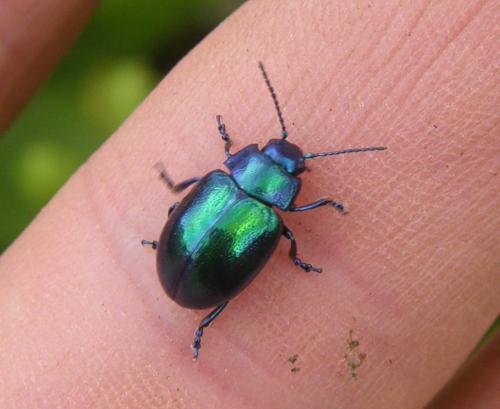 Chrysolina coerulans