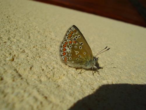 Polyommatus icarus