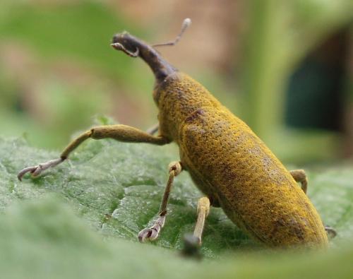 Lixus pulverulentus