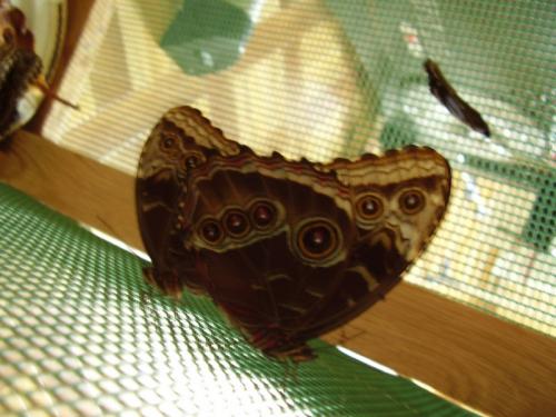 Réf. 58 195 : Morpho helenor