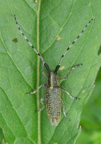 Réf. 58 404 : Agapanthia villosoviridescens