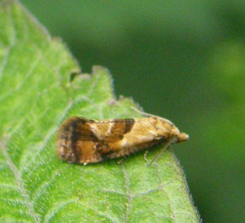 Cochylidia rupicola