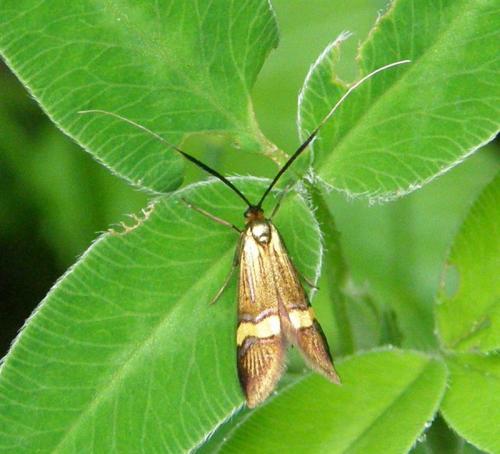Nemophora degeerella