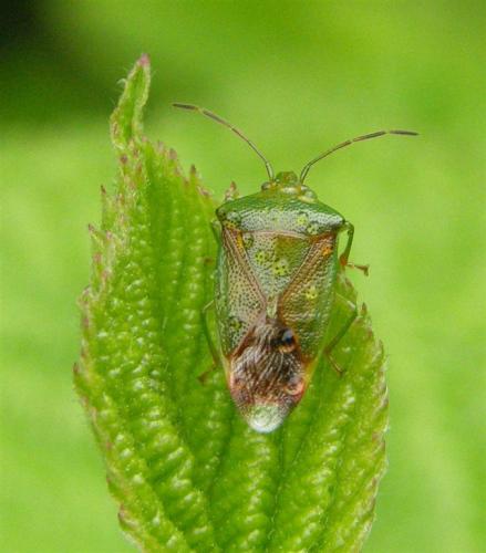 Elasmostethus sp.