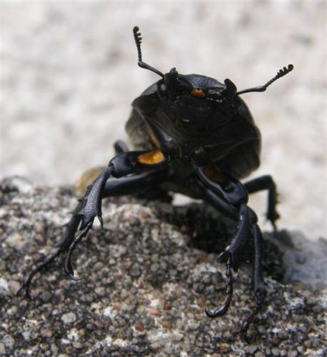 Lucanus cervus