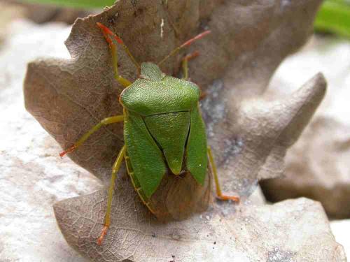 Palomena prasina