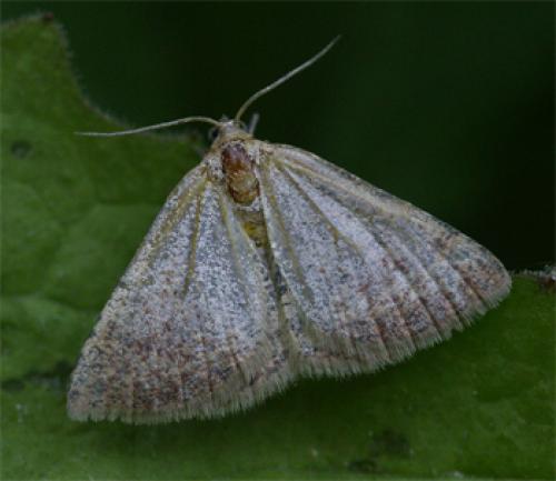 Réf. 58 211 : Aplasta ononaria