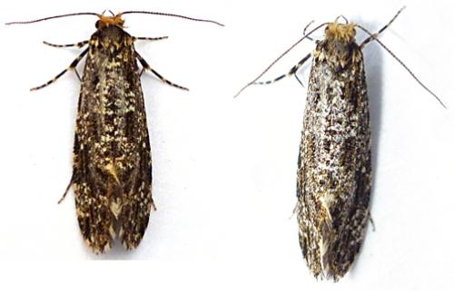 Triaxomera parasitella