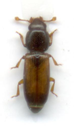 Réf. 58 262 : Rhizophagus fenestralis