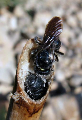 Réf. 58 229 : Ceratina chalcites