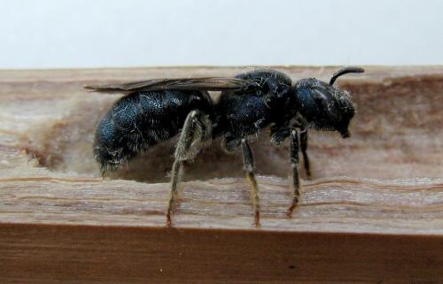 Réf. 58 231 : Ceratina chalcites