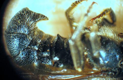 Réf. 58 548 : Ceratina chalcites