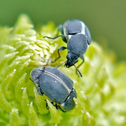 Réf. 58 048 : Bruchela suturalis