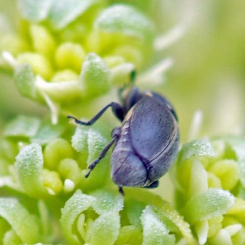 Bruchela suturalis