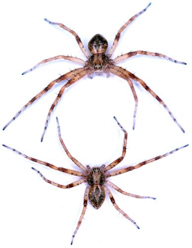 Réf. 58 932 : Philodromus praedatus