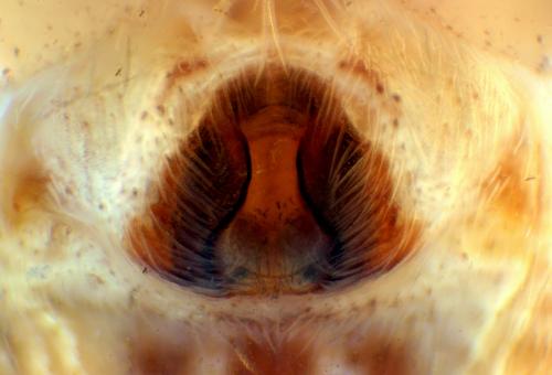 Réf. 58 934 : Philodromus praedatus