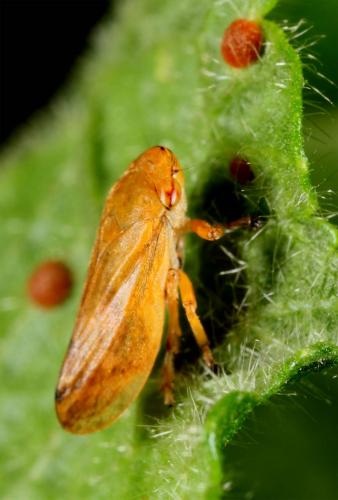Neophilaenus sp.