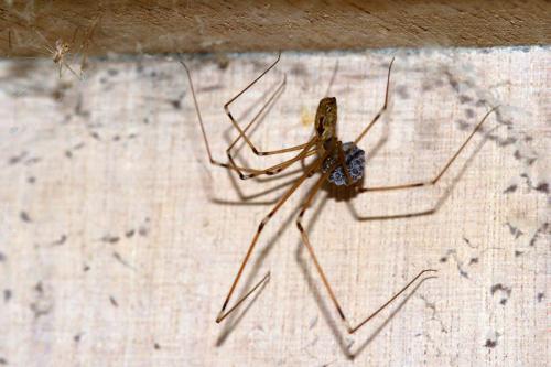 Holocnemus pluchei