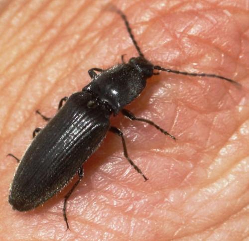 Hemicrepidius hirtus