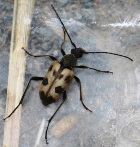Réf. 58 501 : Pachytodes cerambyciformis