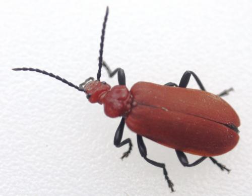 Réf. 58 054 : Pyrochroa serraticornis
