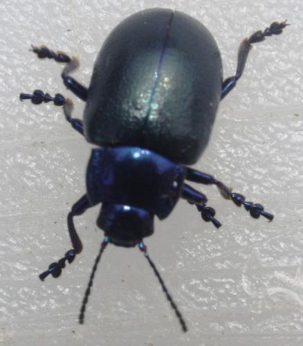 Réf. 58 055 : Oreina caerulea