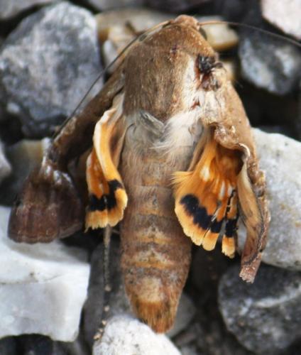 Noctua pronuba