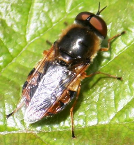 Réf. 58 242 : Odontomyia ornata