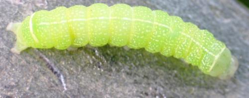 Orthosia cerasi