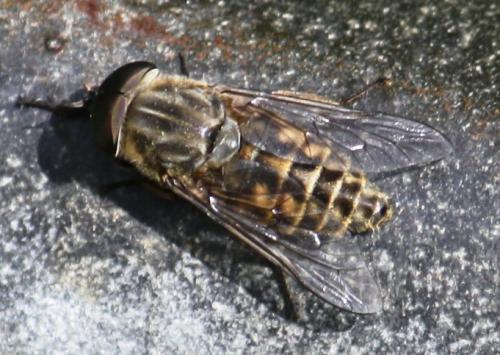 Réf. 58 902 : Tabanus bromius