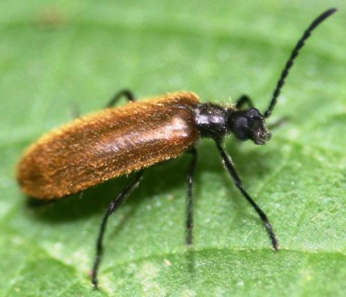 Lagria sp.