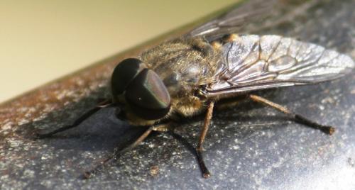 Réf. 58 940 : Tabanus bromius