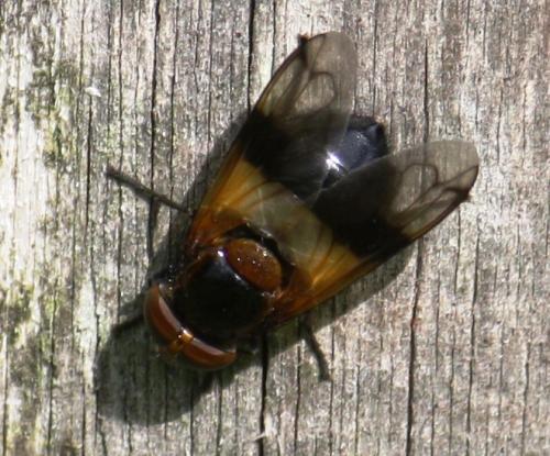 Volucella pellucens