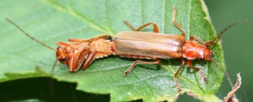 Cantharis rufa