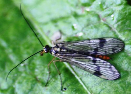 Panorpa communis