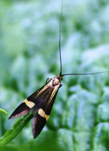 Nemophora degeerella