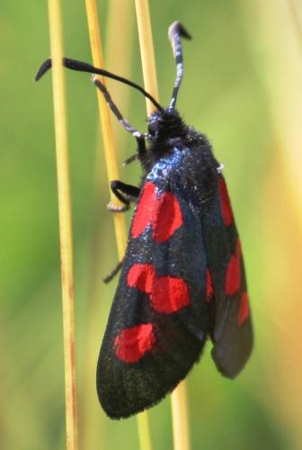 Zygaena trifolii