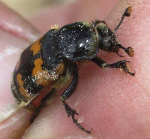 Nicrophorus vespillo