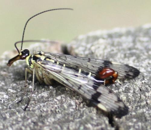 Panorpa communis