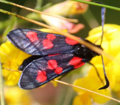 Zygaena trifolii