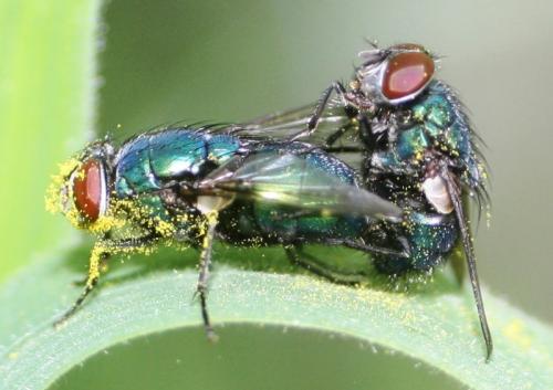 Lucilia sp.