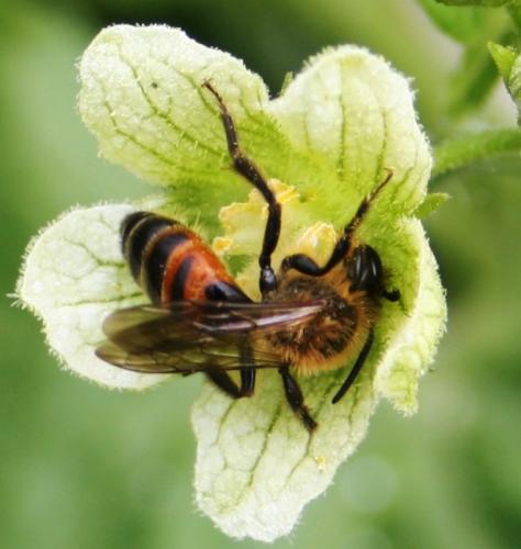 Andrena florea